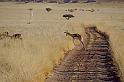 066 Namib Desert, namibrand nature reserve, springbok